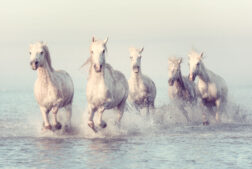 White horses of Camargue